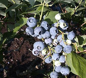 Vaccinium corymbosum