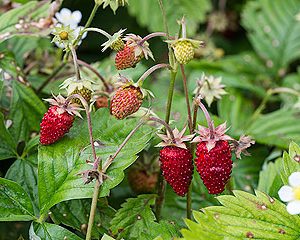 fragaria vesca