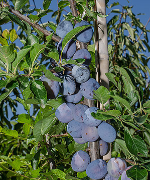 Prunus wangenheims Frühzwetschke