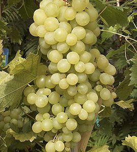 vitis vinifera
