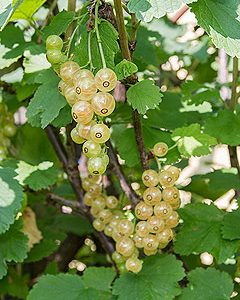 ribes weiße versailer