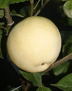 Malus weißer Klarapfel