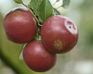 Malus Zigeunerapfel