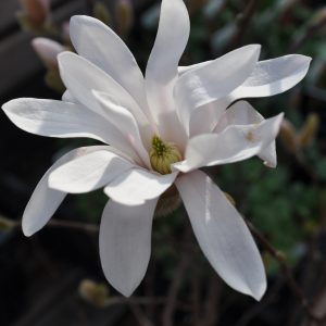 magnolia stellata