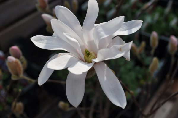 magnolia stellata