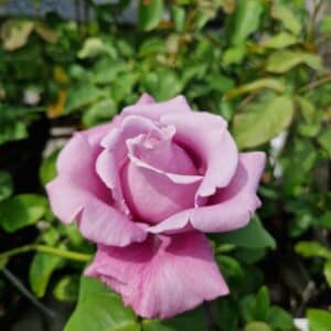 Rose Nautica