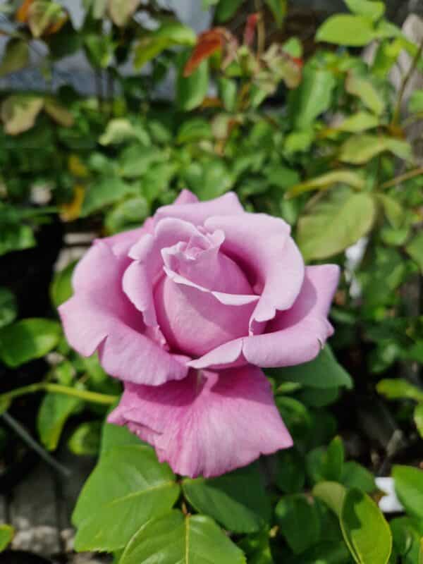 Rose Nautica