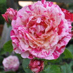 rosa abracadabra