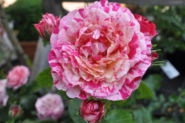 rosa abracadabra