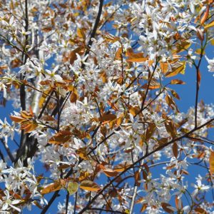 amelanchier robin hill