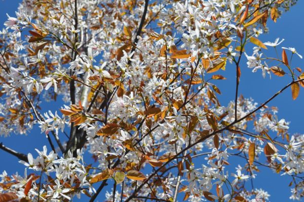 amelanchier robin hill