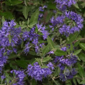 caryopteris clandonensis kew blue