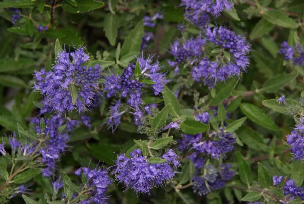 caryopteris clandonensis kew blue