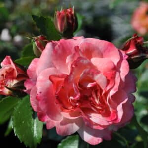 Rose Rosenstadt Freising