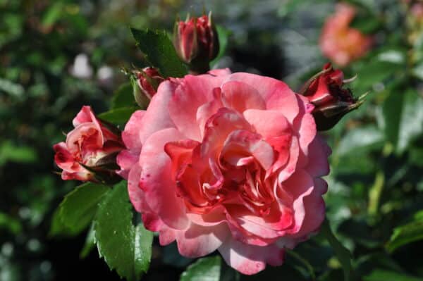 Rose Rosenstadt Freising