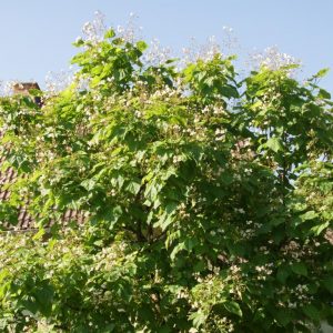 catalpa bignonioides nana