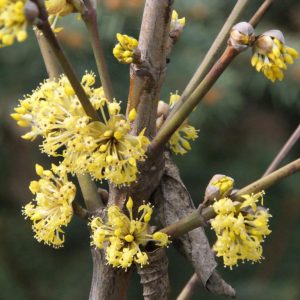 cornus mas