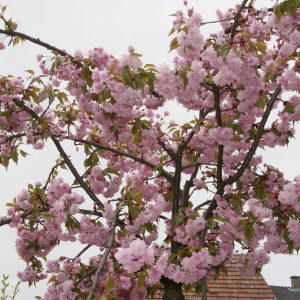 prunus serrulata kiku shidare zakura