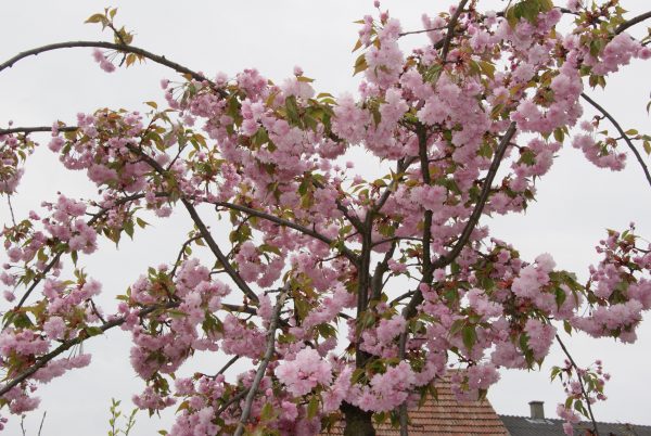 prunus serrulata kiku shidare zakura