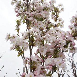 prunus amanogava