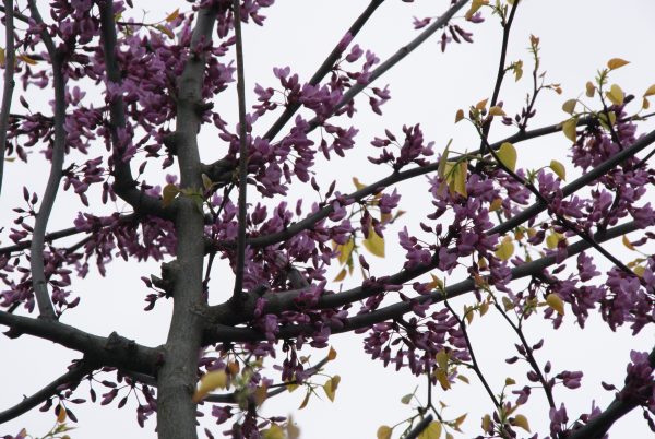 cercis siliquastrum