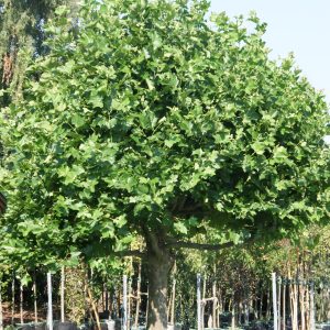 platanus hispanica