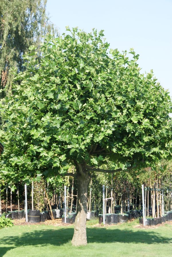 platanus hispanica