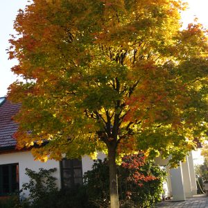 Spitzahorn