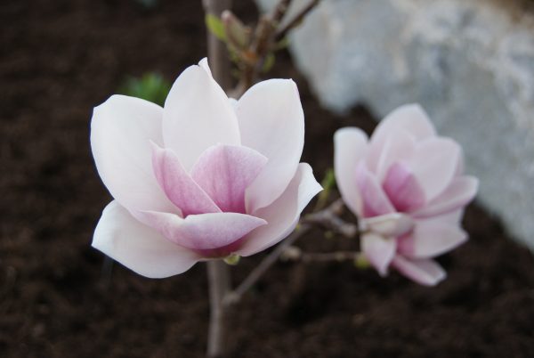 magnolia satisfaction