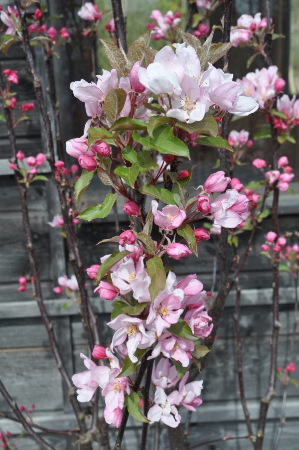 malus red obelisk