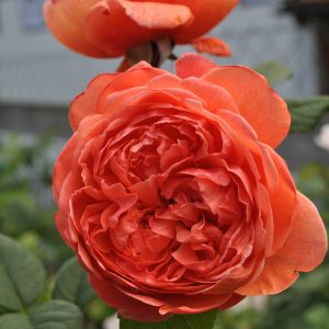 Rose Summer Song