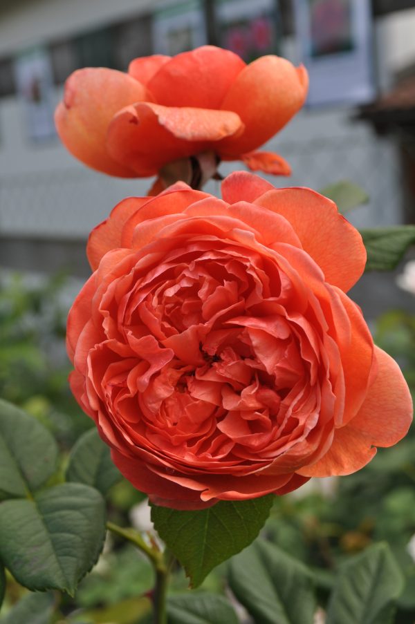 Rose Summer Song