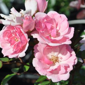 Rose Schöne Dortmunderin