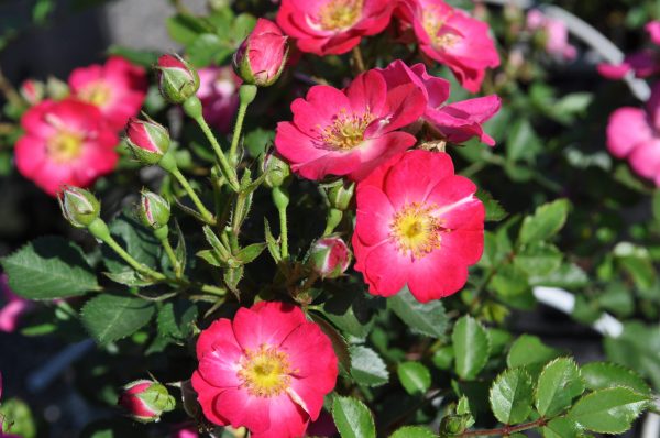 rosa lupo