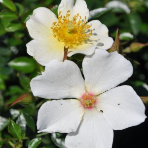 Rose Sonnenröschen