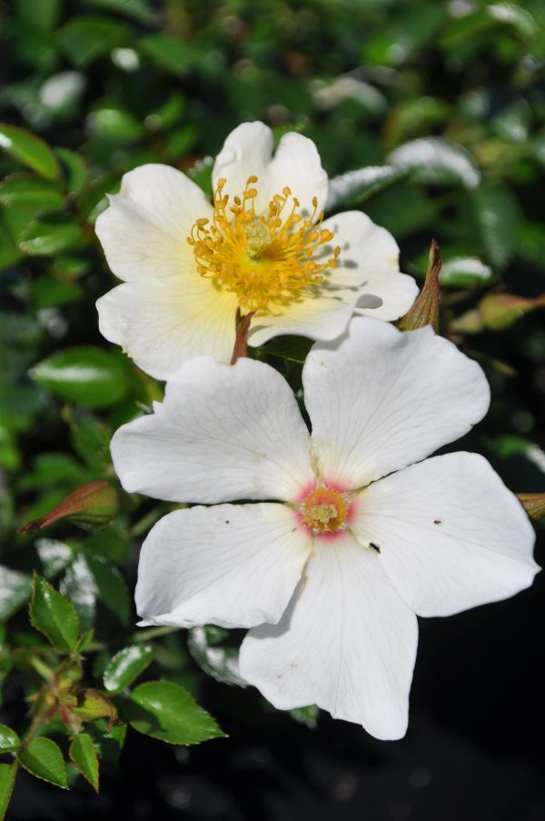 Rose Sonnenröschen