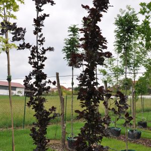 fagus sylvatica dawycks purple