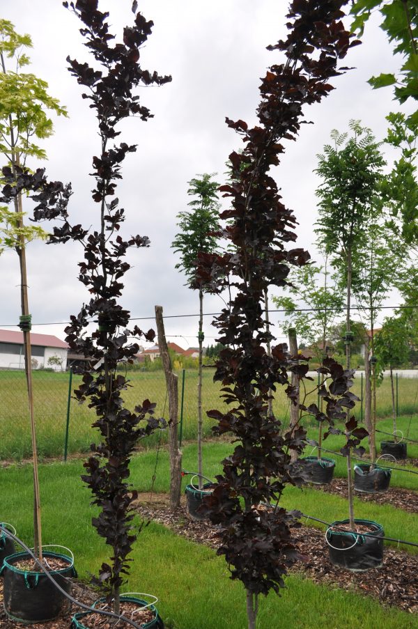 fagus sylvatica dawycks purple