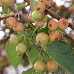 malus evereste