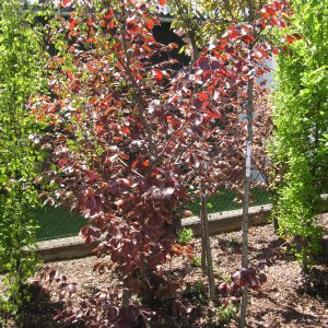 fagus sylvatica riversii