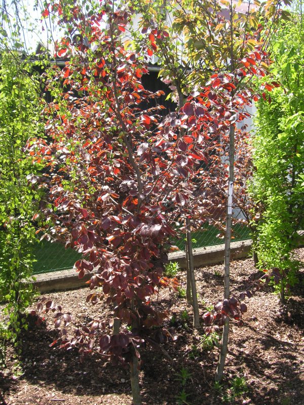 fagus sylvatica riversii