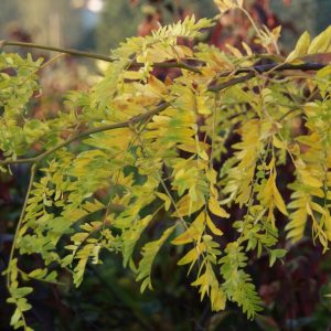 gleditsia sunburst