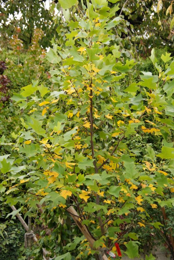 liriodendron tulipifera