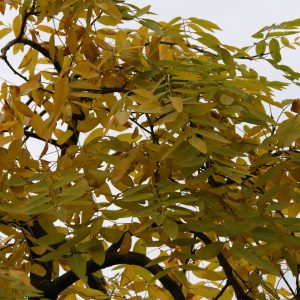 sophora japonica pendula