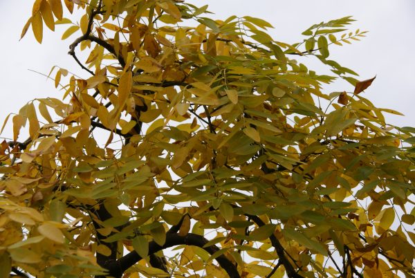 sophora japonica pendula