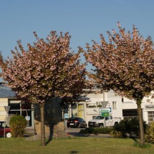 prunus serrulata kanzan