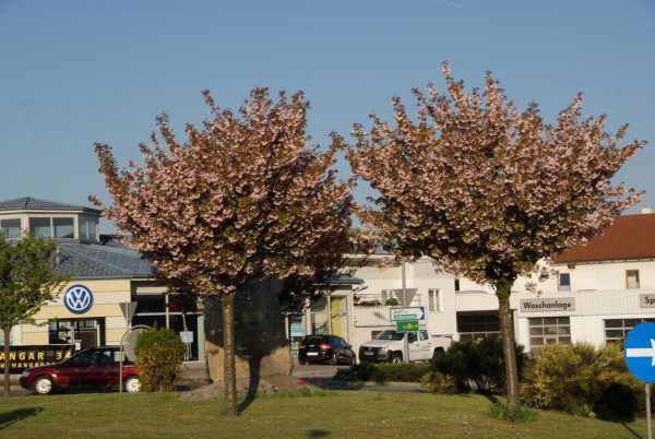 prunus serrulata kanzan