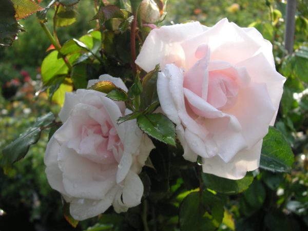 rosa new dawn