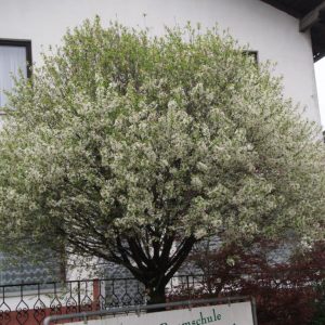 Prunus eminens umbraculifera