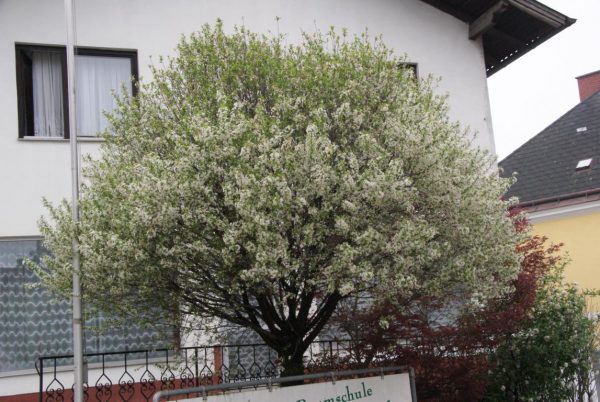 Prunus eminens umbraculifera